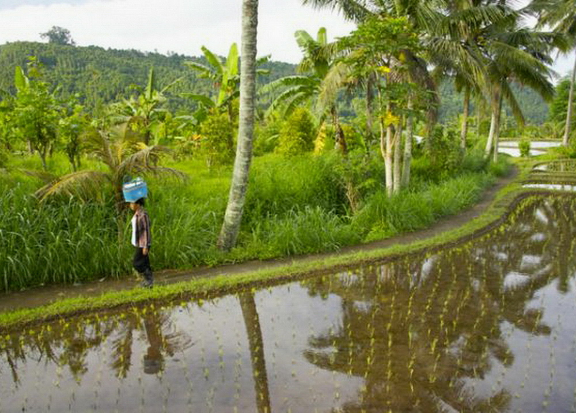 KARANG SARI Guesthouse Munduk Eksteriør billede