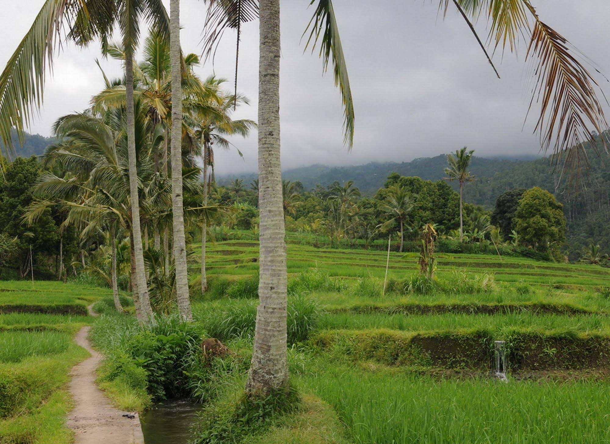 KARANG SARI Guesthouse Munduk Eksteriør billede